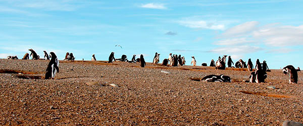 Isla Magdalena e sua população de pinguin-de-magalhães - Punta Arenas, Chile - Foto: Amandina Morbeck.