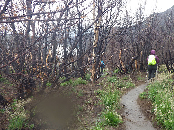 Área danificada pelo incêndio de dezembro/2011; a parte borrada é resultado de um pingo d'água - Circuito W, Torres del Paine, Chile - Foto: Amandina Morbeck.