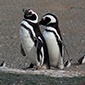 Isla Magdalena, Chile