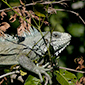 Pantanal de Mato Grosso do Sul - www.viajandocomaman.com.br - Foto: Amandina Morbeck.