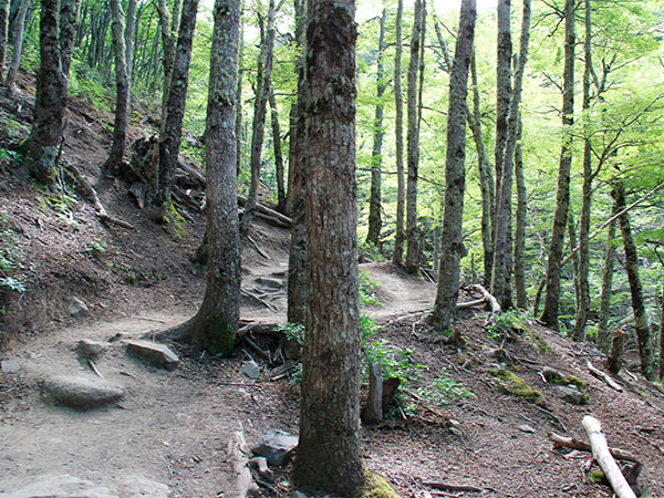 Por esse bosque passa a trilha que leva ao mirante da base das torres - Circuito W, Torres del Paine, Chile - Foto: Amandina Morbeck.