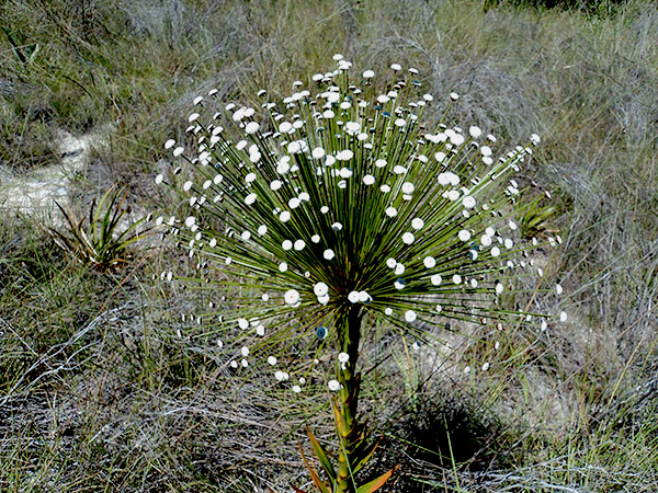 Essas flores, como buquês, enfeitam a paisagem - Curtindo o acampamento no Jalapão - Foto: Amandina Morbeck.