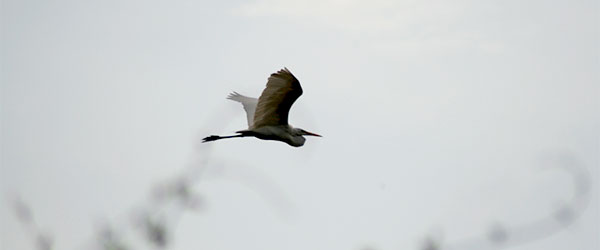 Pantanal - ave em voo - Foto: Amandina Morbeck.