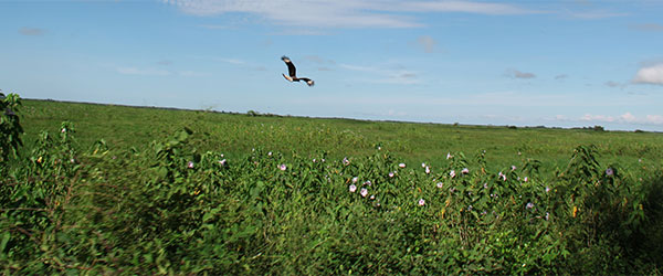 Ao longo da Transpantaneira - www.viajandocomaman.com.br - Foto: Amandina Morbeck.