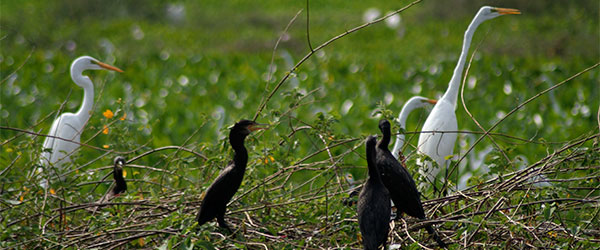 Aves do Pantanal Mato-grossense - www.viajandocomaman.com.br - Foto: Amandina Morbeck.