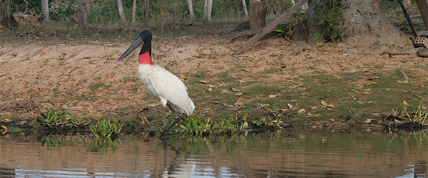 Tuiuiú, o símbolo do Pantanal, numa perna só - www.viajandocomaman.com.br - Foto: Amandina Morbeck.