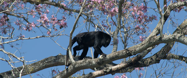Bugio macho em árvore à margem do Rio Miranda - Pantanal de Mato Grosso do Sul - www.viajandocomaman.com.br - Foto: Amandina Morbeck.