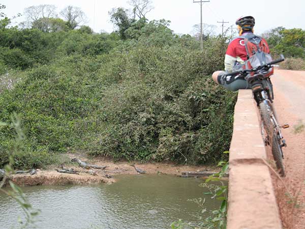 No segundo dia de pedal; os jacarés lá embaixo deviam estar pensando que bicho estranho era esse na ponte - Pantanal Mato-grossense - www.viajandocomaman.com.br - Foto: Automática.
