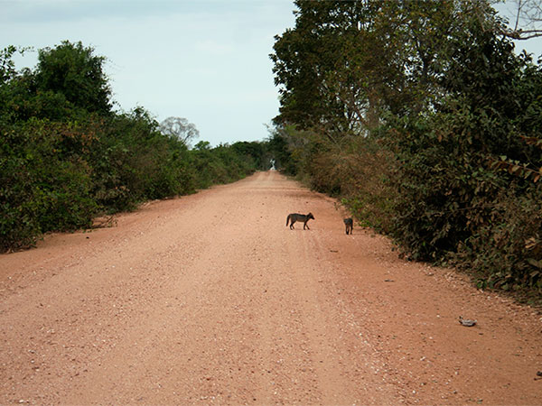 As raposinhas que encontrei enquanto pedalava - Pantanal Mato-grossense - www.viajandocomaman.com.br - Foto: Amandina Morbeck.