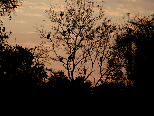 Os arancuãs são os mais escandalosos para saudar o novo dia - Pantanal Mato-grossense - www.viajandocomaman.com.br - Foto: Amandina Morbeck.