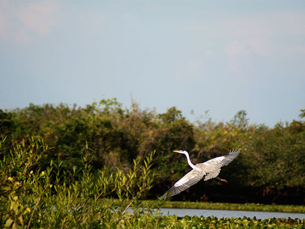 Assim, durante o passeio no Rio Claro - Pantanal Mato-grossense - www.viajandocomaman.com.br - Foto: Amandina Morbeck.
