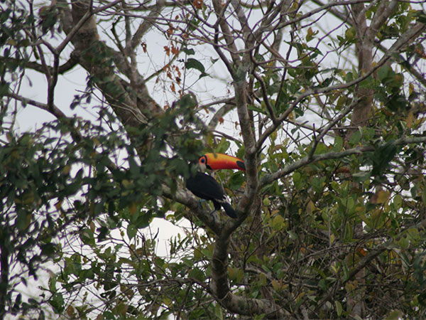 Com esse bico colorido é impossível ficar escondido - Pantanal Mato-grossense - www.viajandocomaman.com.br - Foto: Amandina Morbeck.