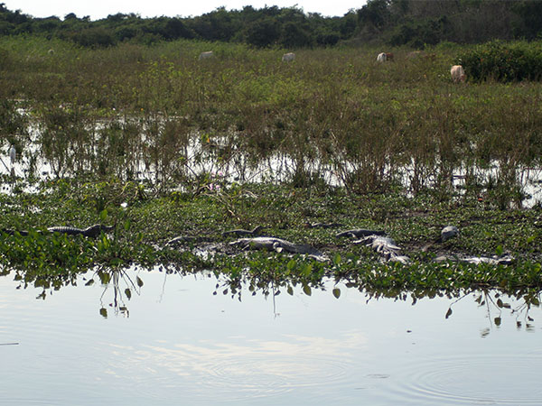 Aves, jacarés e gado fazem parte da paisagem pantaneira - www.viajandocomaman.com.br - Foto: Amandina Morbeck.
