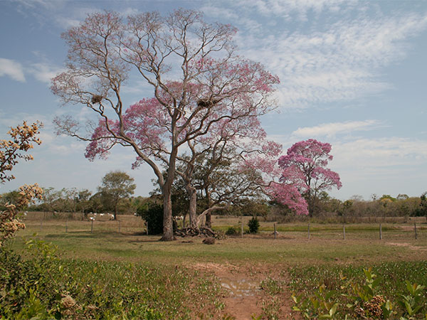 Paisagem ao longo da rodovia na época da seca - A Transpantaneira - www.viajandocomaman.com.br - Foto: Amandina Morbeck.