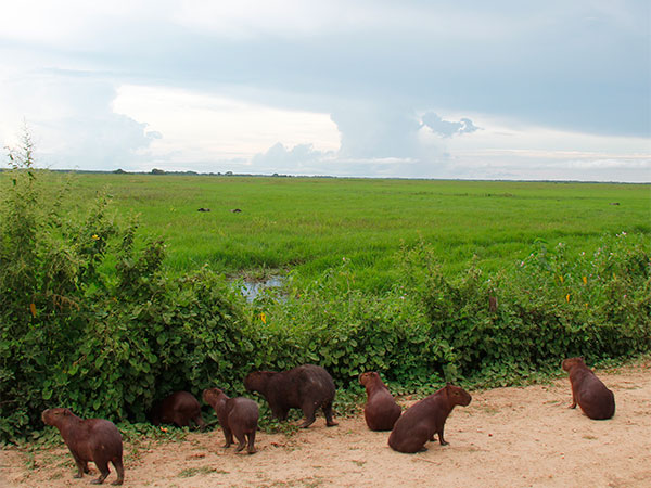 Na cheia, é mais fácil ver as capivaras assim na rodovia A Transpantaneira - www.viajandocomaman.com.br - Foto: Amandina Morbeck.