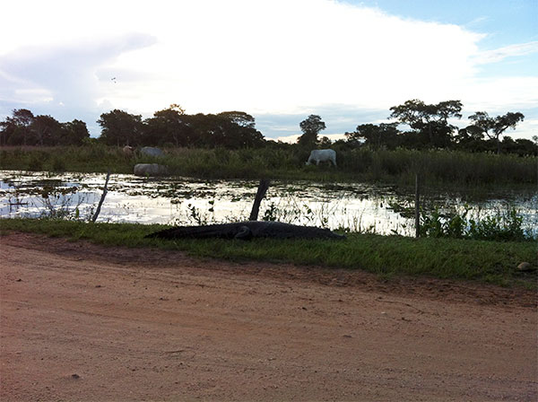 As chuvas fazem diferença na paisagem do Pantanal Mato-grossense na cheia - www.viajandocomaman.com.br - Foto: Amandina Morbeck.