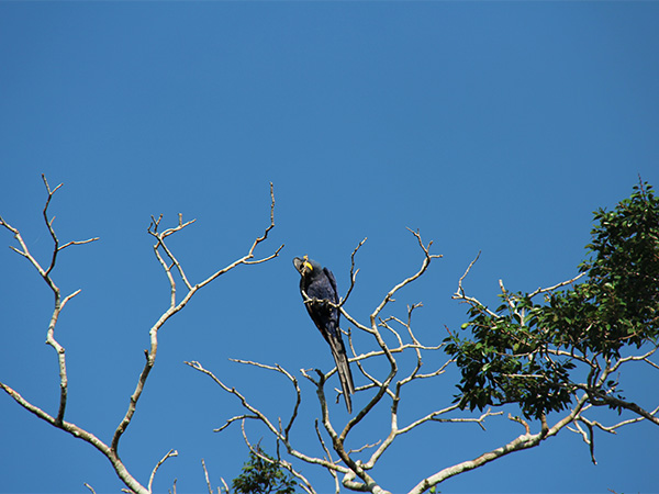 Ela e suas amigas visitam o lodge todas as manhãs, mas ficam bem no alto - Pantanal Mato-grossense na cheia - www.viajandocomaman.com.br - Foto: Amandina Morbeck.