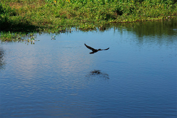 Voo solitário de um biguá - Pantanal Mato-grossense na cheia - www.viajandocomaman.com.br - Foto: Amandina Morbeck.