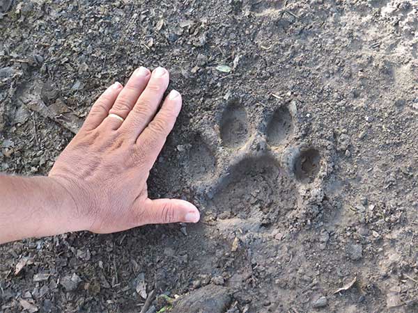 Comparação entre a pegada de uma onça-pintada e a mão de nosso guia - www.viajandocomaman.com.br - Foto: Janaina Vieira.