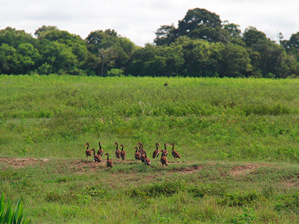Marrecos - Explorando a Transpantaneira - www.viajandocomaman.com.br - Foto: Amandina Morbeck.