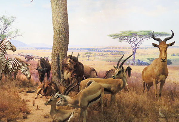Detalhe de uma das alas do Museu de História Natural - www.viajandocomaman.com.br - Foto: Amandina Morbeck.