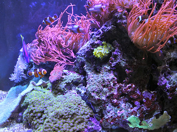 Encontrei o Nemo no Mote Marine (rs) - www.viajandocomaman.com.br - Foto: Amandina Morbeck.
