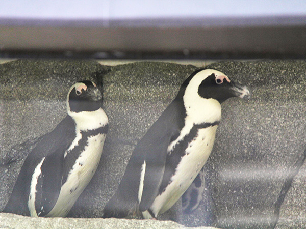 Pinguins-africanos que visitaram o Mote Marine por 5 meses - www.viajandocomaman.com.br - Foto: Amandina Morbeck.