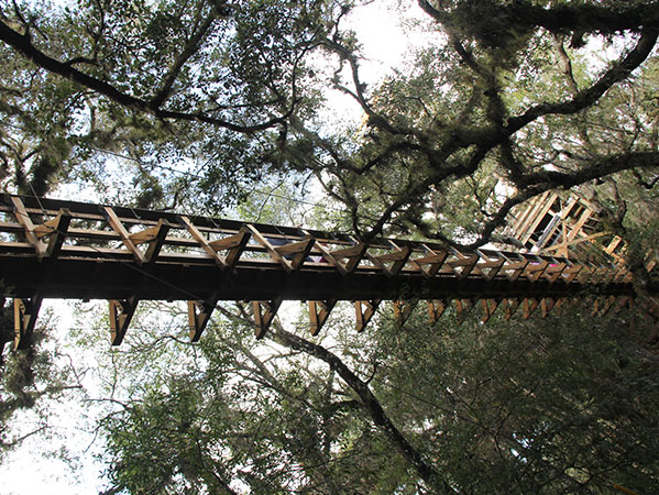 A Canopy Walkway com a torre à direita - www.viajandocomaman.com.br - Foto: Amandina Morbeck.