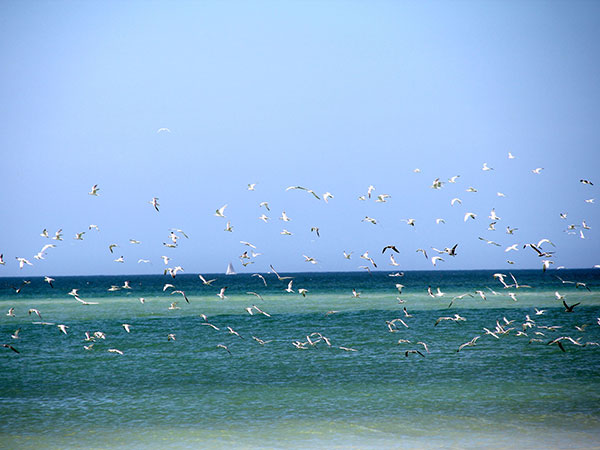 Revoada de aves na praia de Siesta Key, Sarasota, Flórida - www.viajandocomaman.com.br - Foto: Amandina Morbeck.