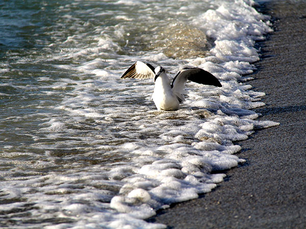 Gaivotas fazem parte da paisagem - www.viajandocomaman.com.br - Foto: Amandina Morbeck.