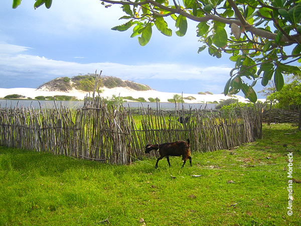 Cabras resistem bem ao clima inóspito dos Lençóis Maranhenses - Travessia dos Lençóis Maranhenses - dia 2 - Foto: Amandina Morbeck.