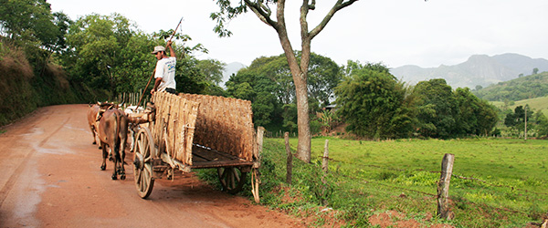 Carro de boi em Luminosa, Minas Gerais - Foto: Amandina Morbeck.