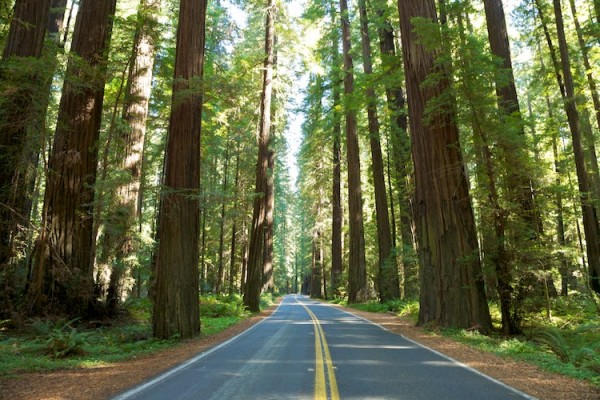 Na Pacific Coast - Avenue of the giants, na Califórnia - Foto: Reprodução.