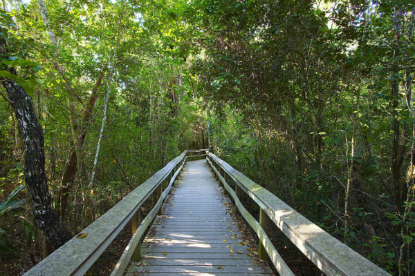 Atlantic Coast - Everglades, Flórida, perto da cidade de Homestead - Foto: Reprodução/Everglades City Tours.