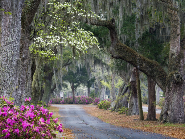 Atlantic Coast - Savannah, Georgia - Foto: Reprodução.