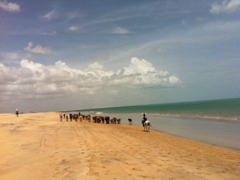 Boiada sendo conduzida na praia perto de Caiçara do Norte