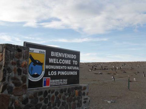 Isla Magdalena é área de proteção para acolher os pinguins-de-magalhães