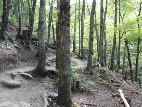 Bosque entre o Refúgio El Chileno e o Acampamento Torres, Torres del Paine
