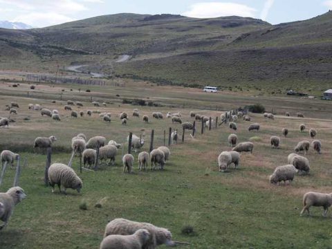 Fazendas de ovelhas são comuns na região