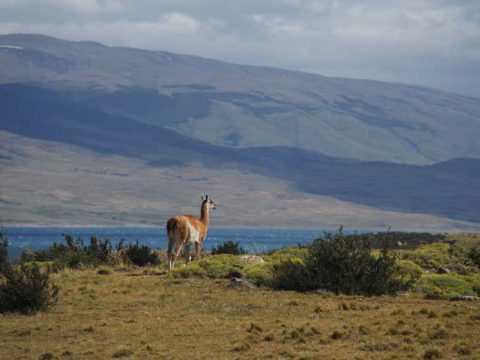 Há muitos guanacos na área próxima do Parque Torres del Paine