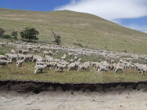 Elas fazem parte da paisagem em vários momentos