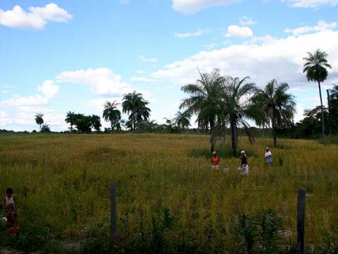 Mulheres e crianças em plantação de arroz