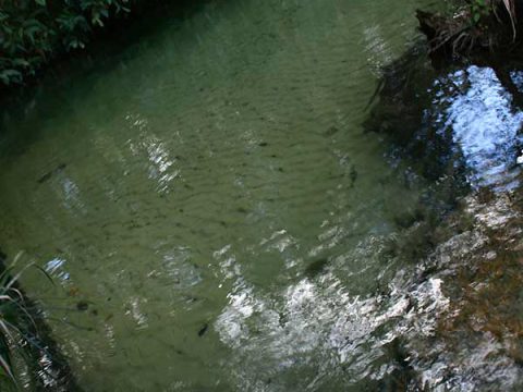 Água cristalina na Cachoeira do Formiga