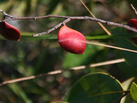 Flora do Jalapão