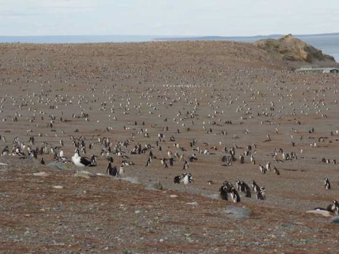 120 mil pinguins-de-magalhães habitam Isla Magdalena de setembro a março todos os anos