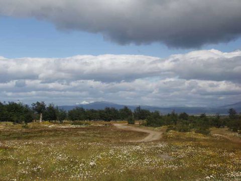 Essas flores são bem comuns no verão na Patagônia