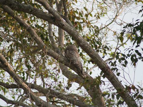 Uma coruja com camuflagem que se confunde com os galhos da árvore