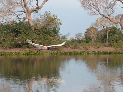 Tuiuiú em voo suave