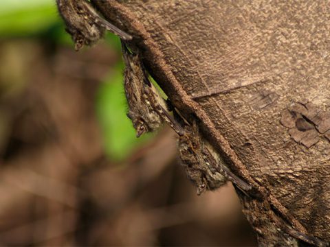 Morcegos à beira do Rio Claro