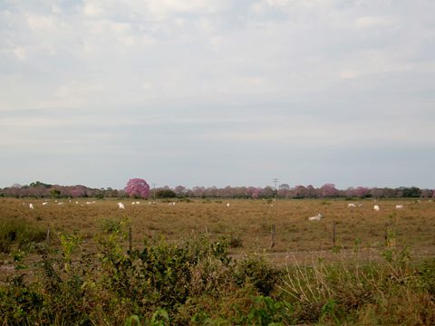 Paisagem pantaneira